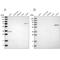 Formin-binding protein 1 antibody, NBP2-48542, Novus Biologicals, Western Blot image 