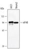 Eukaryotic Translation Initiation Factor 4B antibody, AF3800, R&D Systems, Western Blot image 