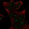 Sestrin-1 antibody, HPA073659, Atlas Antibodies, Immunofluorescence image 