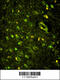 KH-Type Splicing Regulatory Protein antibody, 62-510, ProSci, Immunofluorescence image 
