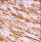MAP3K1 antibody, LS-C164449, Lifespan Biosciences, Immunohistochemistry frozen image 