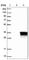 RASD Family Member 2 antibody, HPA005839, Atlas Antibodies, Western Blot image 