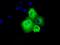 SHC Adaptor Protein 1 antibody, MA5-25076, Invitrogen Antibodies, Immunocytochemistry image 