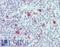 Acyl-CoA Synthetase Short Chain Family Member 2 antibody, LS-B15656, Lifespan Biosciences, Immunohistochemistry paraffin image 