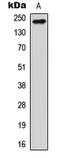 Reticulon 4 antibody, LS-C358308, Lifespan Biosciences, Western Blot image 