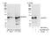SRSF Protein Kinase 1 antibody, NBP1-30108, Novus Biologicals, Western Blot image 