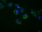hsBG antibody, TA501175, Origene, Immunofluorescence image 