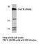 Protein Kinase C Delta antibody, LS-C175895, Lifespan Biosciences, Western Blot image 