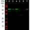 Peripherin antibody, NBP1-05423, Novus Biologicals, Western Blot image 