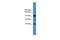 Intraflagellar Transport 88 antibody, PA5-44087, Invitrogen Antibodies, Western Blot image 