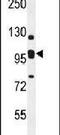 ER Membrane Protein Complex Subunit 1 antibody, PA5-23732, Invitrogen Antibodies, Western Blot image 