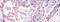 WNT Inhibitory Factor 1 antibody, NBP1-51658, Novus Biologicals, Immunohistochemistry paraffin image 