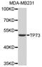 Tumor Protein P73 antibody, abx005990, Abbexa, Western Blot image 