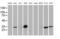 Latexin antibody, MA5-25708, Invitrogen Antibodies, Western Blot image 