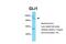 GLI Family Zinc Finger 1 antibody, 27-566, ProSci, Western Blot image 