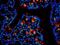 Eukaryotic Translation Initiation Factor 3 Subunit E antibody, orb330533, Biorbyt, Immunocytochemistry image 