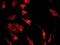 GABA Type A Receptor-Associated Protein antibody, ab109364, Abcam, Immunofluorescence image 