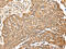 Mitogen-Activated Protein Kinase 7 antibody, CSB-PA556658, Cusabio, Immunohistochemistry frozen image 