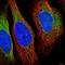 VRK Serine/Threonine Kinase 2 antibody, HPA047503, Atlas Antibodies, Immunofluorescence image 