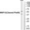 Matrix Metallopeptidase 10 antibody, abx015602, Abbexa, Western Blot image 