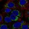 Growth Hormone Inducible Transmembrane Protein antibody, PA5-63978, Invitrogen Antibodies, Immunofluorescence image 