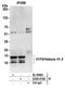 H1 Histone Family Member 0 antibody, A305-019A, Bethyl Labs, Immunoprecipitation image 