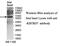 Kelch Repeat And BTB Domain Containing 7 antibody, MBS415921, MyBioSource, Western Blot image 