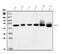 Basigin (Ok Blood Group) antibody, A00248-3, Boster Biological Technology, Western Blot image 