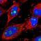 Ribosome Production Factor 2 Homolog antibody, HPA035475, Atlas Antibodies, Immunofluorescence image 