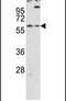 Cryptochrome Circadian Regulator 2 antibody, PA5-13125, Invitrogen Antibodies, Western Blot image 