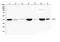 Creatine Kinase, M-Type antibody, A03452-1, Boster Biological Technology, Western Blot image 