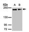 Golgin A3 antibody, LS-C185358, Lifespan Biosciences, Western Blot image 