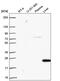 Transcription factor SOX-5 antibody, PA5-66331, Invitrogen Antibodies, Western Blot image 