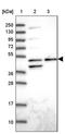 Actin Related Protein 3 antibody, PA5-61401, Invitrogen Antibodies, Western Blot image 