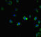 Interferon Regulatory Factor 5 antibody, LS-C678375, Lifespan Biosciences, Immunofluorescence image 