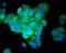 Interferon Regulatory Factor 7 antibody, A00115, Boster Biological Technology, Immunocytochemistry image 