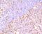 FKBP Prolyl Isomerase 5 antibody, A04182-1, Boster Biological Technology, Immunohistochemistry frozen image 