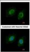 Cytochrome P450 Family 3 Subfamily A Member 43 antibody, NBP2-16064, Novus Biologicals, Immunofluorescence image 