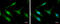 Gem Nuclear Organelle Associated Protein 5 antibody, GTX130498, GeneTex, Immunofluorescence image 