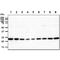 Adenylate Kinase 1 antibody, GTX57693, GeneTex, Western Blot image 