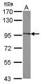 Eukaryotic Translation Elongation Factor 2 antibody, PA5-27661, Invitrogen Antibodies, Western Blot image 