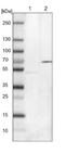 Endoplasmic Reticulum Lectin 1 antibody, NBP1-86801, Novus Biologicals, Western Blot image 