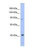 Argonaute RISC Catalytic Component 3 antibody, NBP1-54932, Novus Biologicals, Western Blot image 