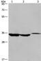 Inhibitor Of Growth Family Member 2 antibody, PA5-50229, Invitrogen Antibodies, Western Blot image 