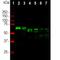 66 kDa neurofilament protein antibody, NBP1-05208, Novus Biologicals, Western Blot image 