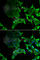 SCY1 Like Pseudokinase 1 antibody, A6735, ABclonal Technology, Immunofluorescence image 