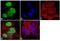 Protein Arginine Methyltransferase 6 antibody, 720142, Invitrogen Antibodies, Immunofluorescence image 