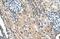 Transmembrane Protein 231 antibody, NBP1-59823, Novus Biologicals, Immunohistochemistry frozen image 