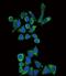 Galactosidase Alpha antibody, PA5-13687, Invitrogen Antibodies, Immunofluorescence image 