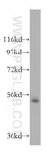 MIER Family Member 3 antibody, 17543-1-AP, Proteintech Group, Western Blot image 